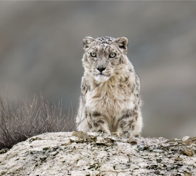 THE LAND OF SNOWLEOPARDS