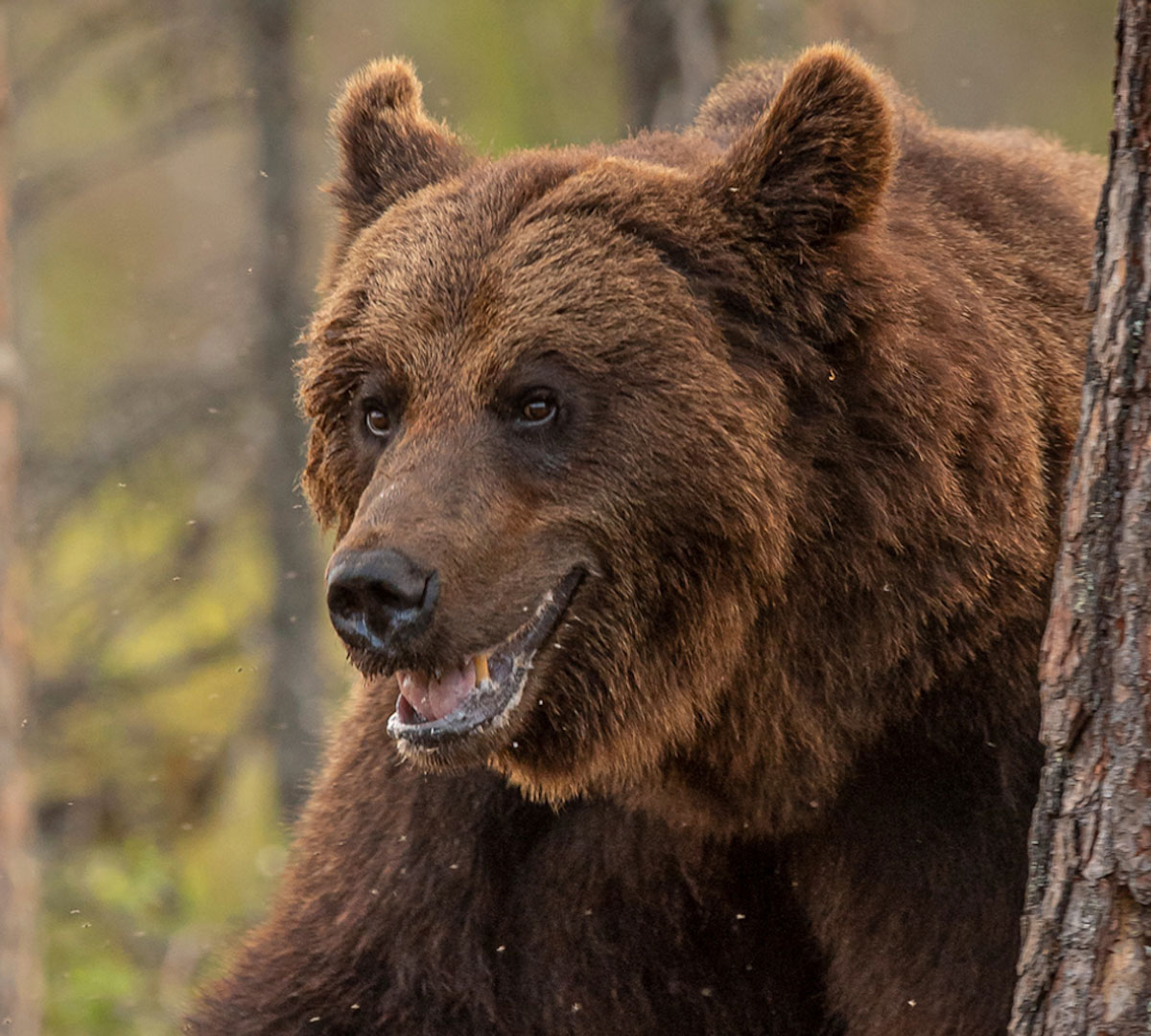 BEARS & WOLFS