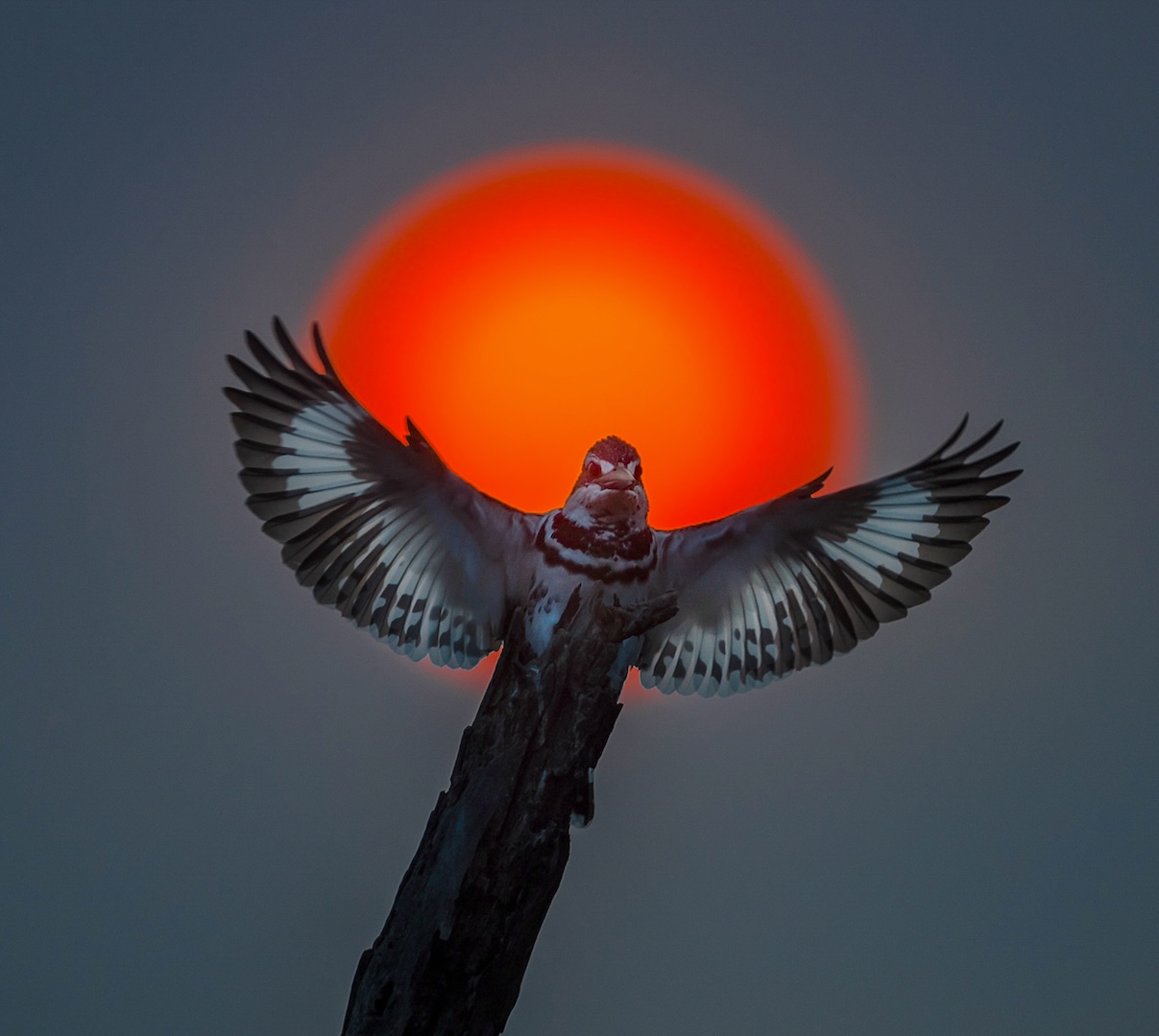 Birds of India