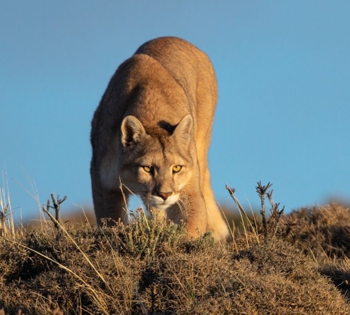 PUMAS IN TORRES DEL PAINE
