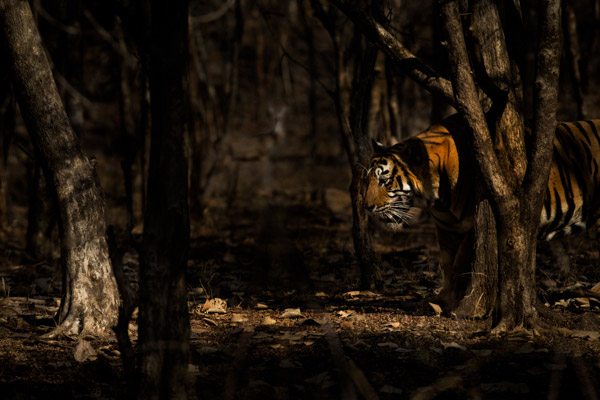tom_tiger