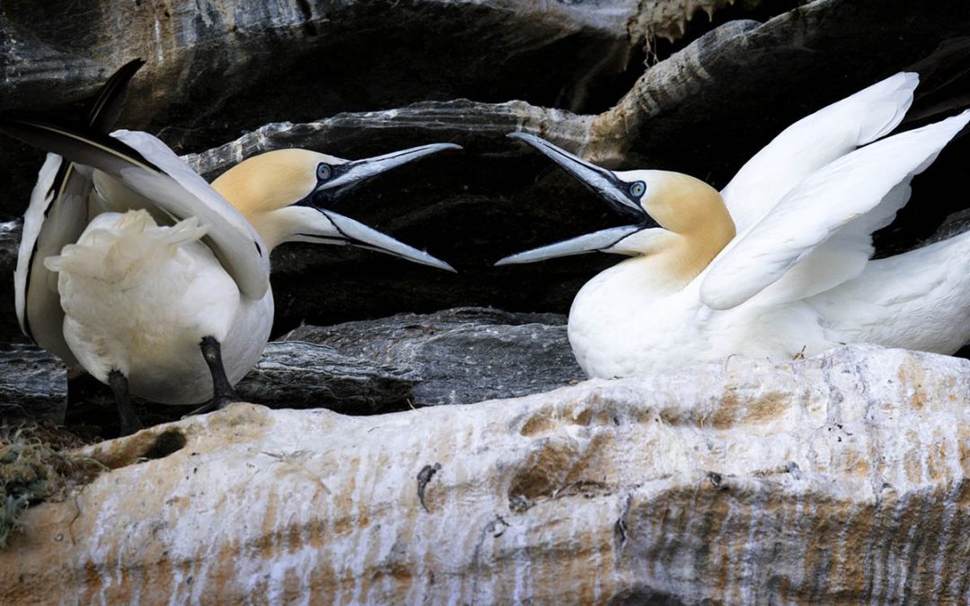 BIRDS OF THE SHETLAND ISLANDS