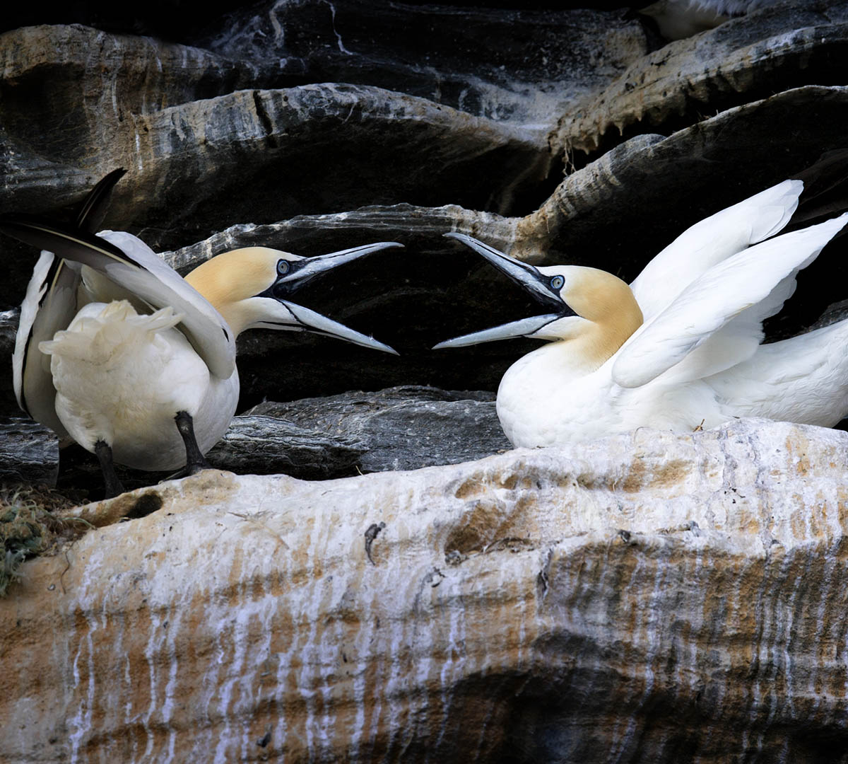 BIRDS OF THE SHETLAND ISLANDS