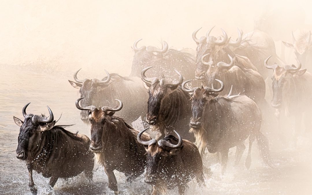 MASAI MARA – THE GREAT MIGRATION