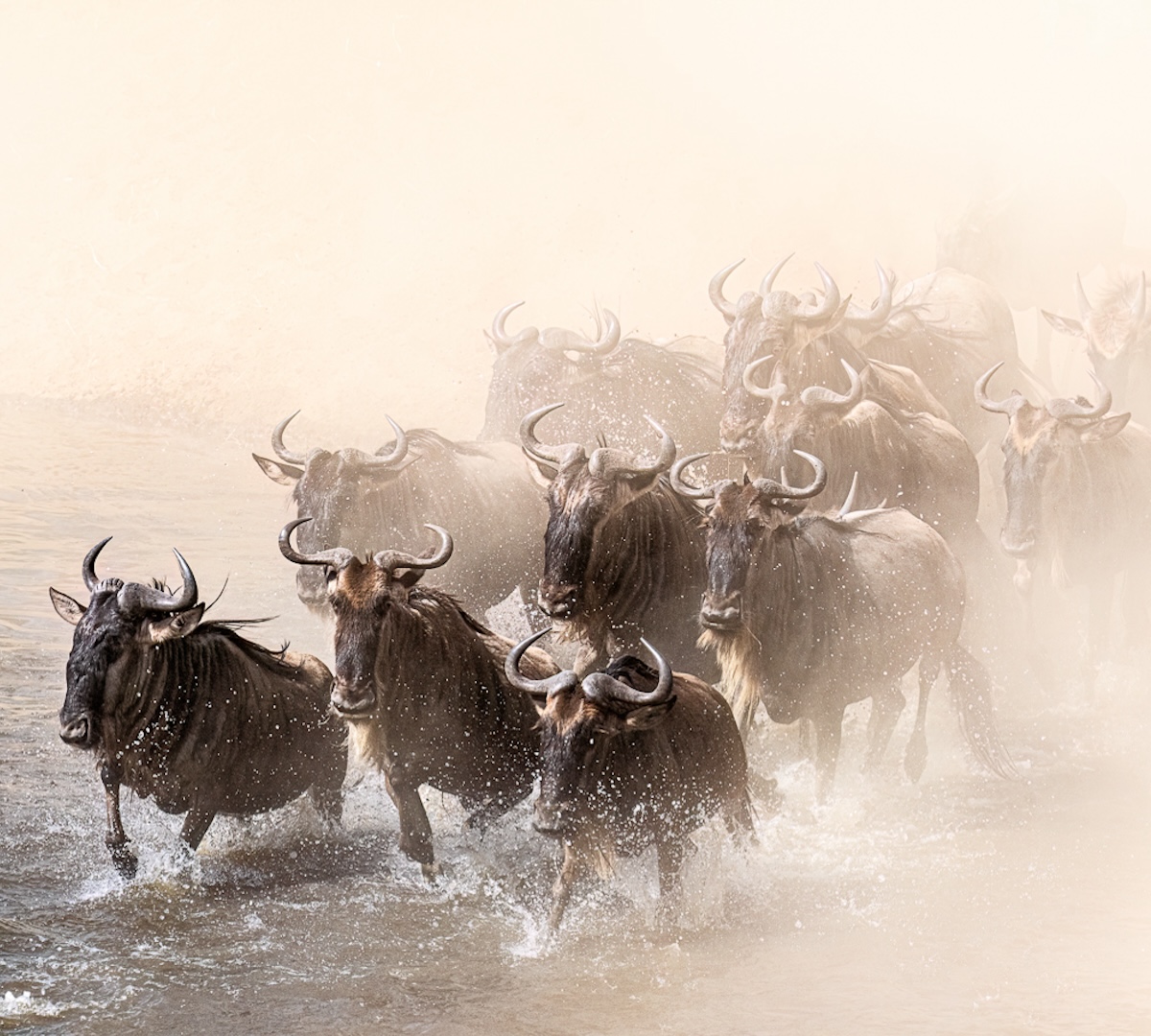 MASAI MARA – THE GREAT MIGRATION