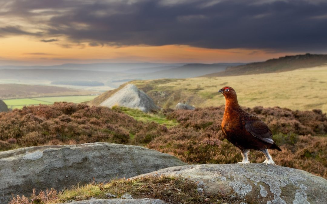 RED GROUSE
