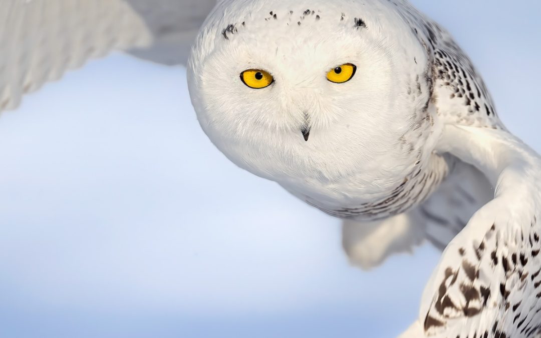SNOWY OWL CLOSE UP