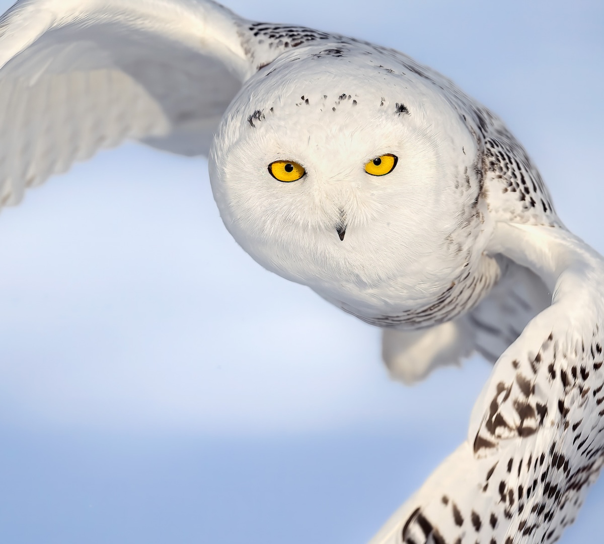 SNOWY OWL CLOSE UP
