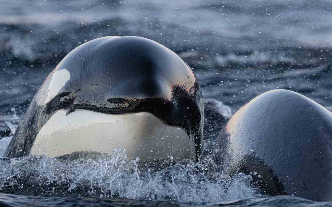 ORCAS & NORTHERN LIGHT