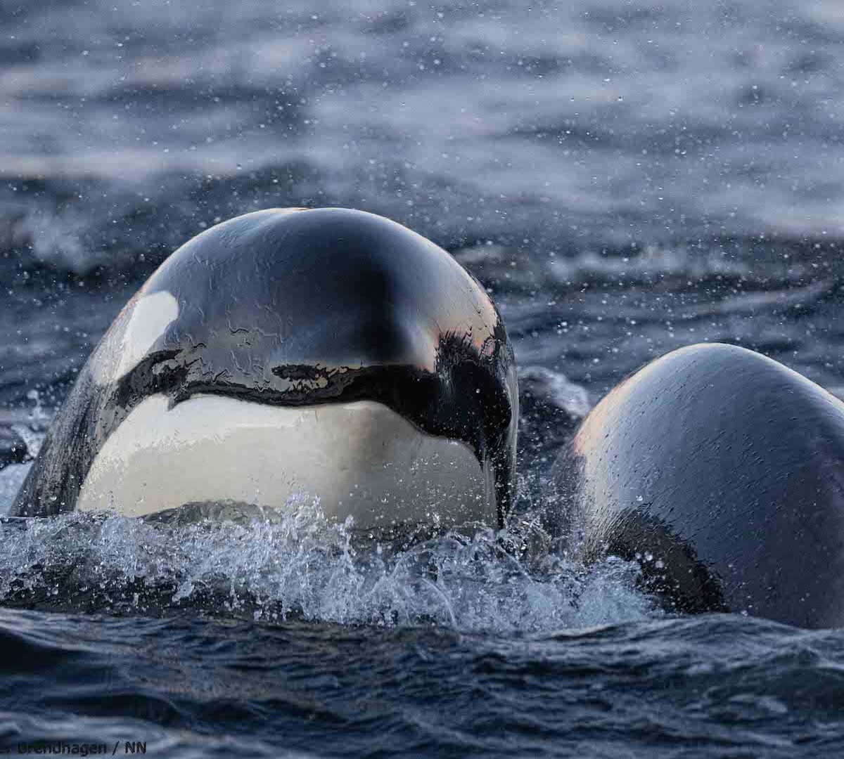 ORCAS & NORTHERN LIGHT