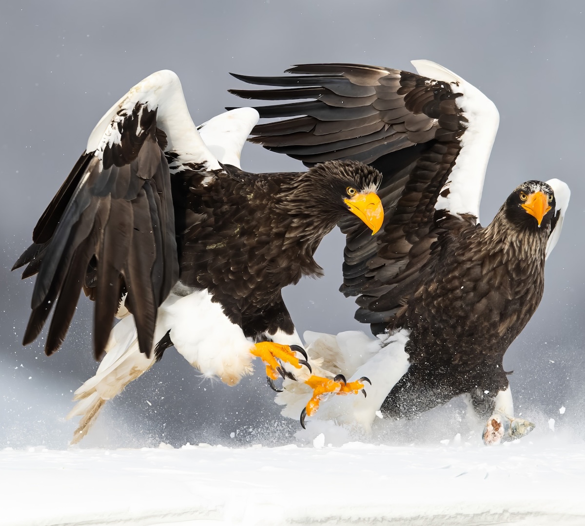 Wild Japan