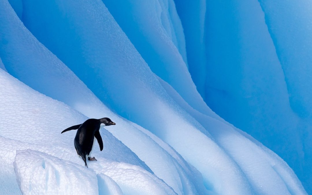 ANTARCTICA & SOUTH GEORGIA