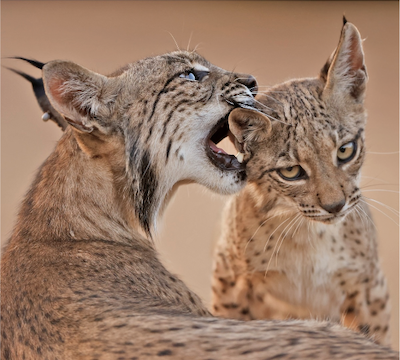 IBERIAN LYNX WITH CUBS