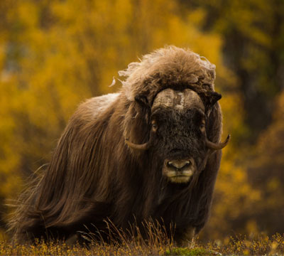 THE MIGHTY MUSK OXEN