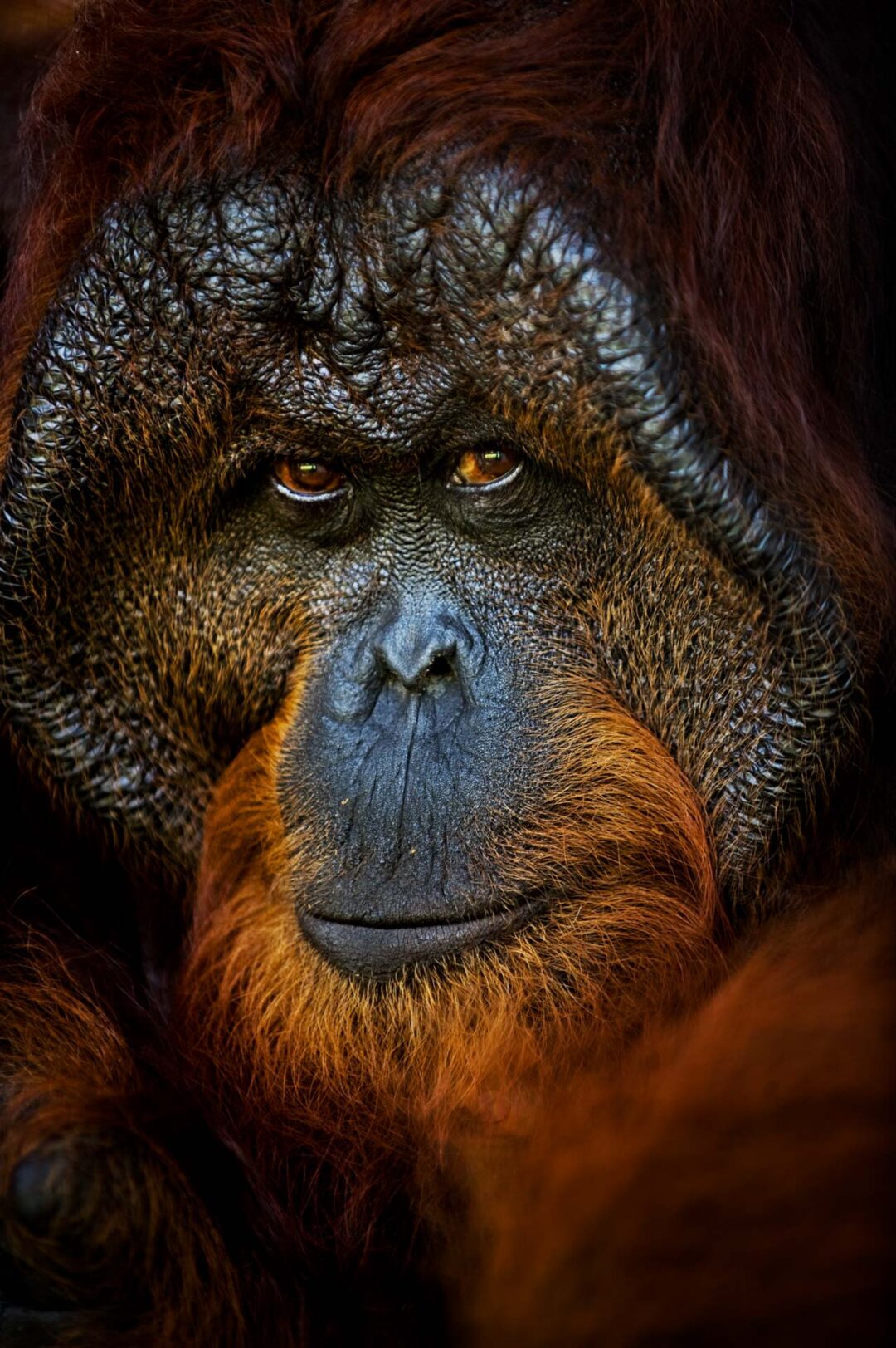 Borneo Zoom Photo Tours