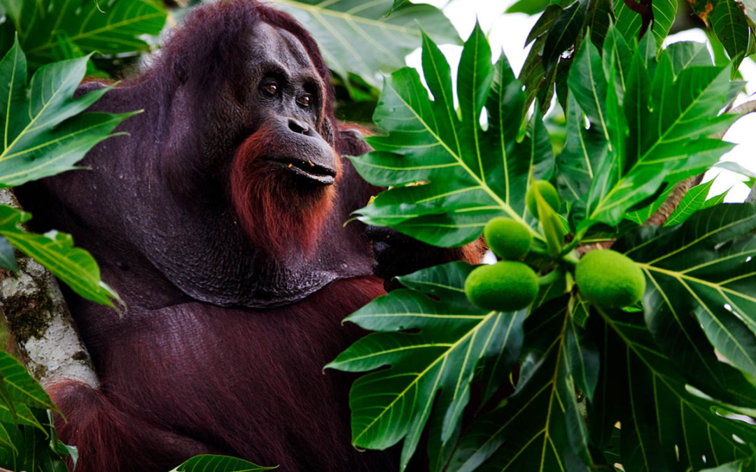 THE RAINFORESTS OF BORNEO
