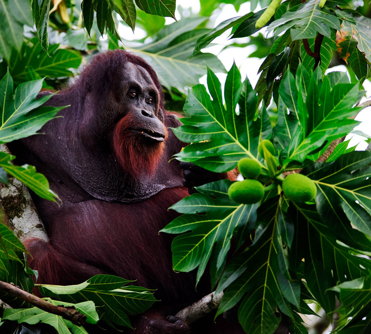 THE RAINFORESTS OF BORNEO