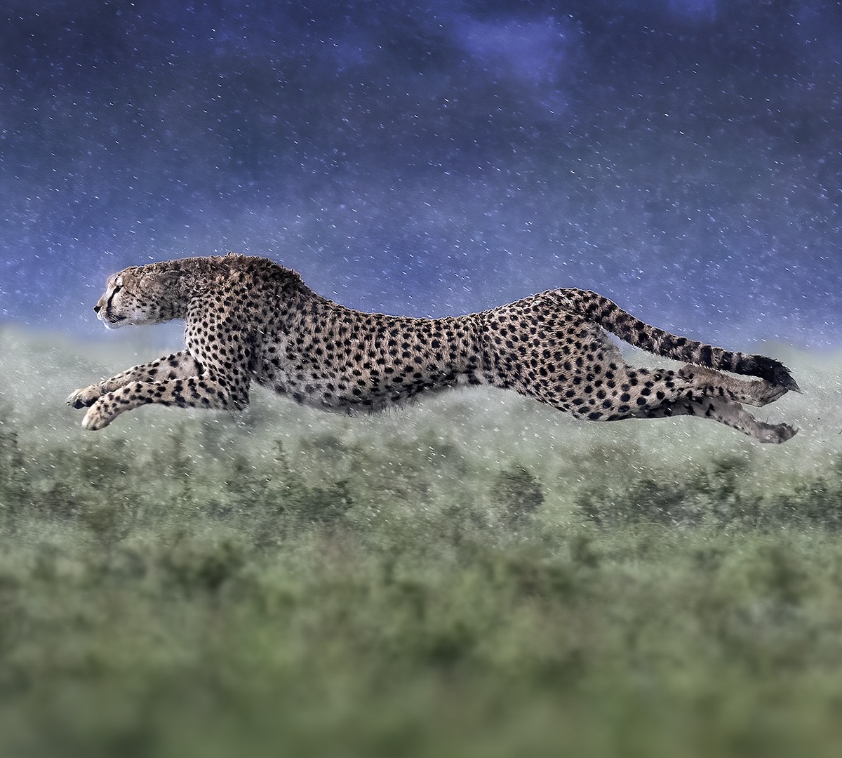 MASAI MARA ACTION