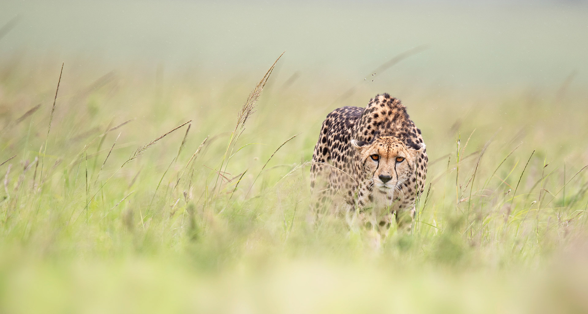 Masai Mara-13