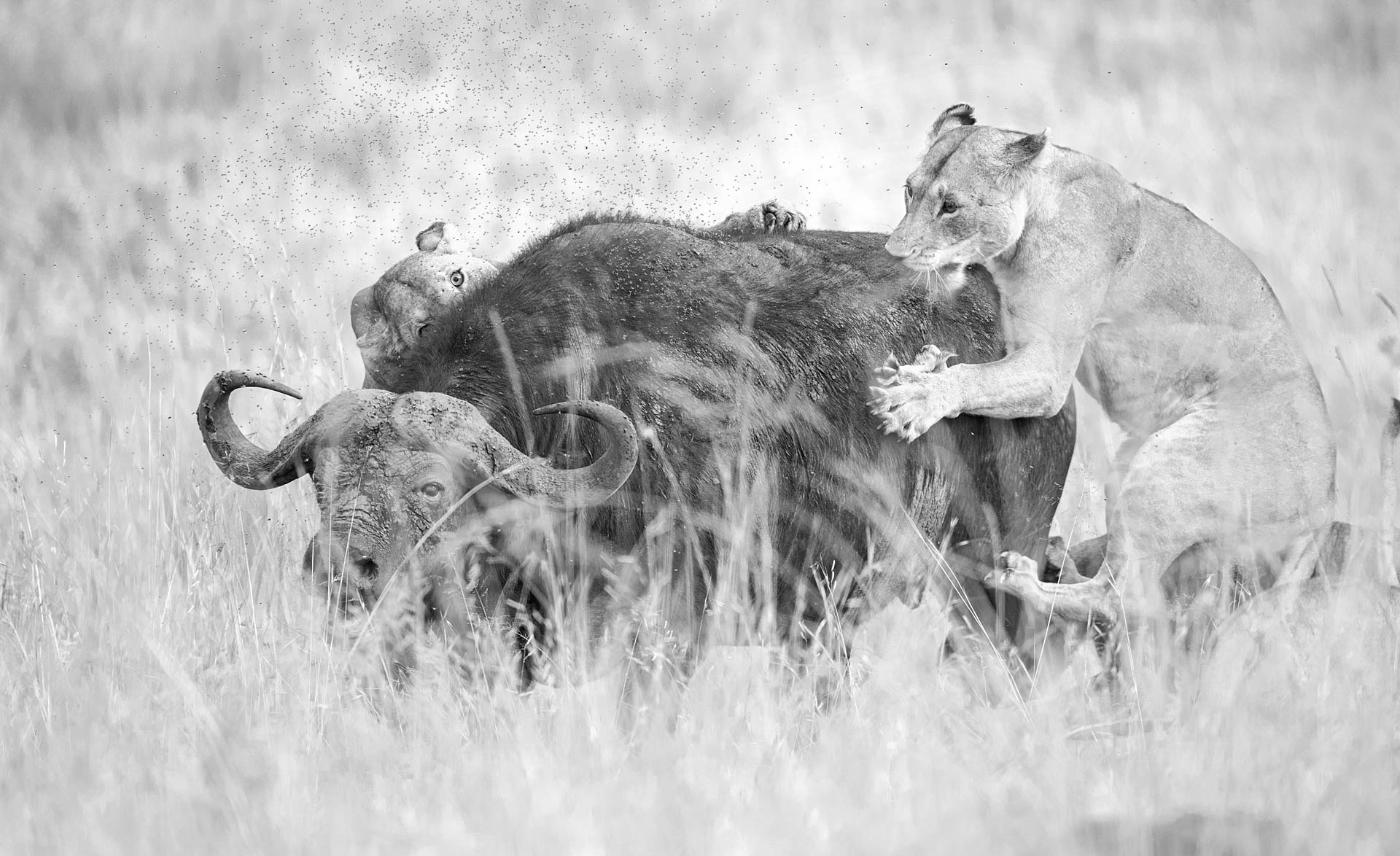 Masai Mara-39