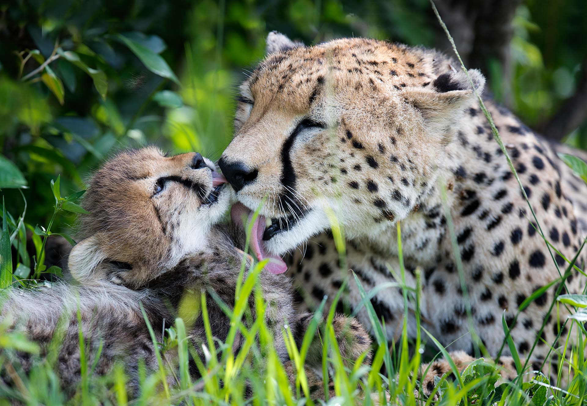 Masai-Mara-7