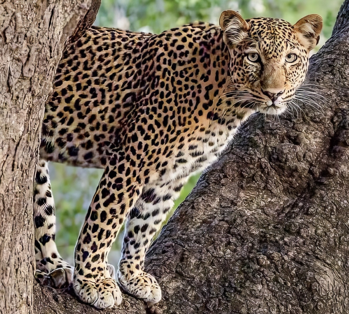 SOUTH LUANGWA – LAND OF LEOPARDS