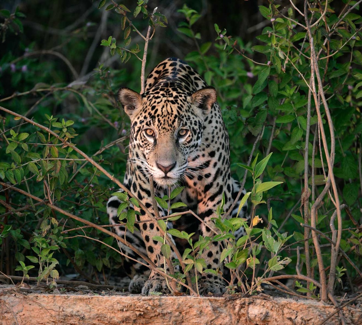 THE JAGUARS OF PANTANAL