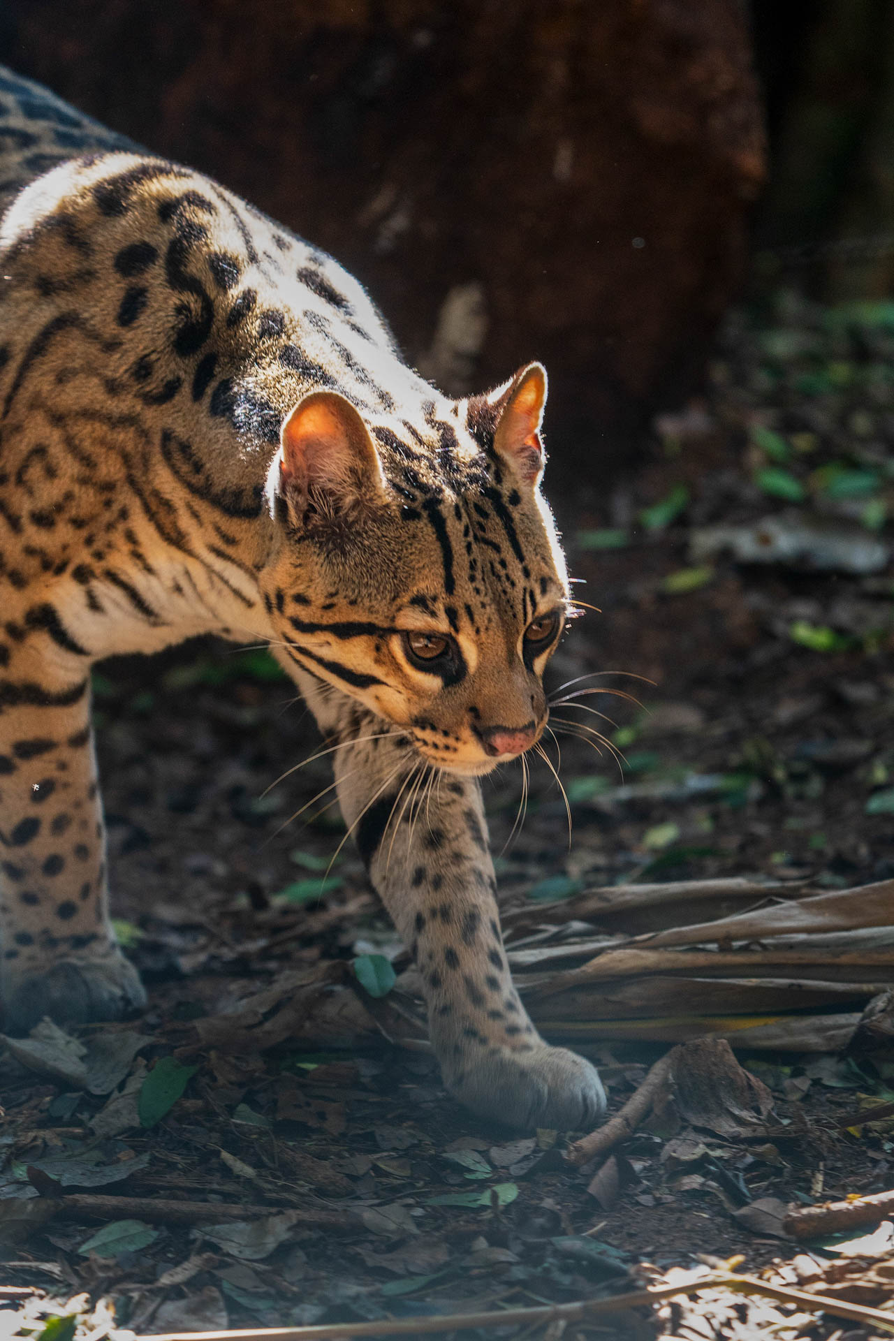 Pantanal-17
