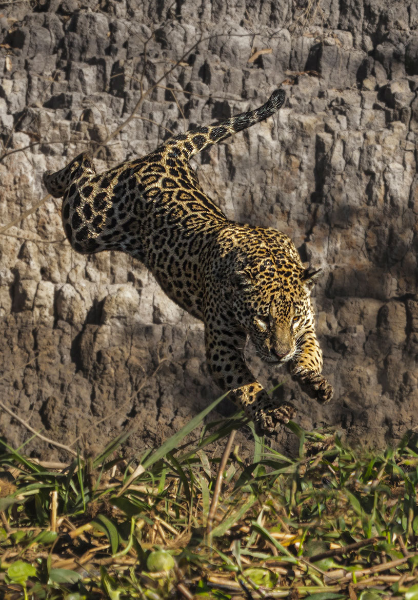 Pantanal-31