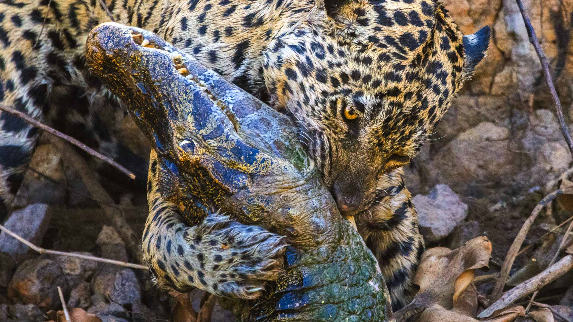 Pantanal-37
