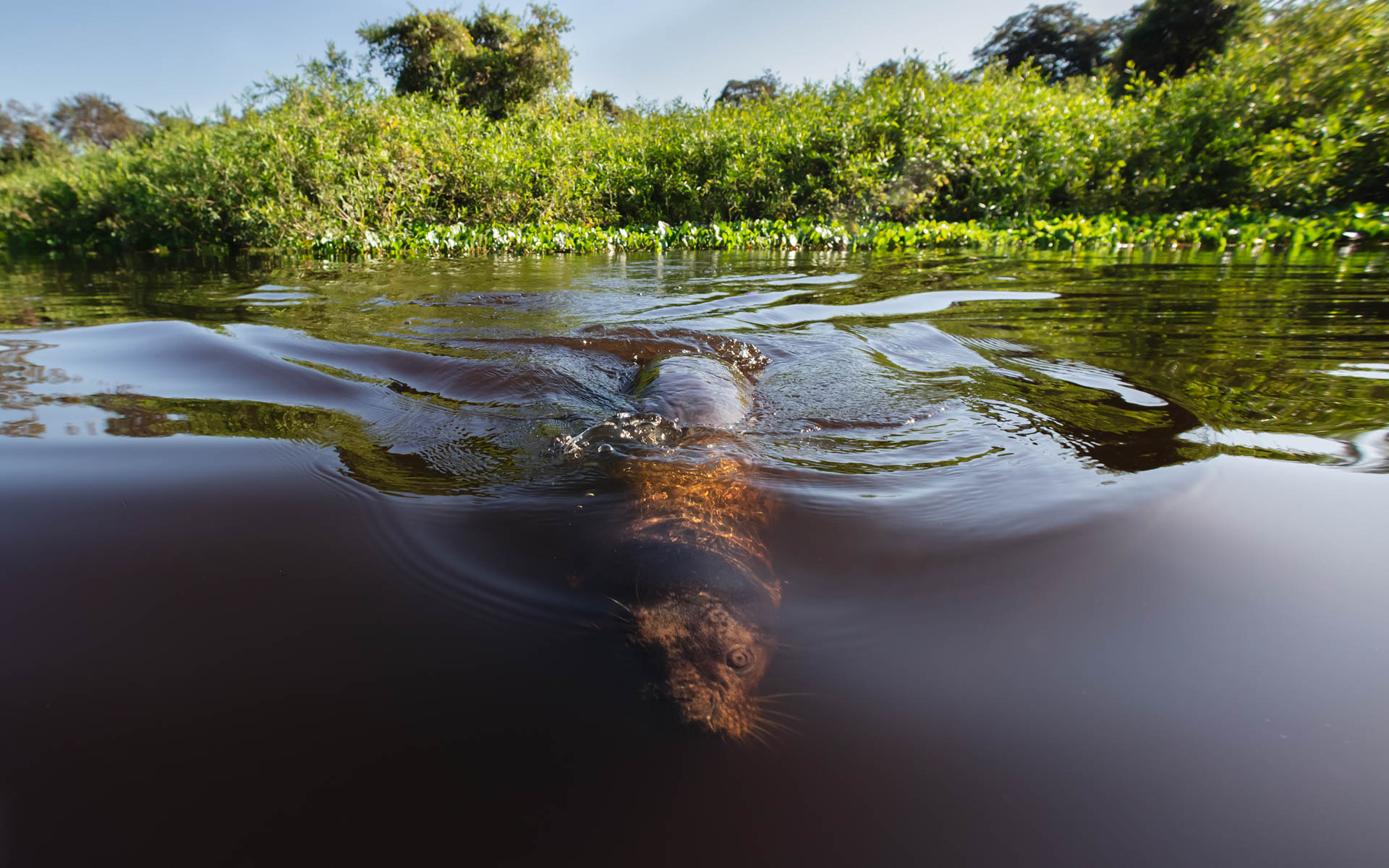 Pantanal-52