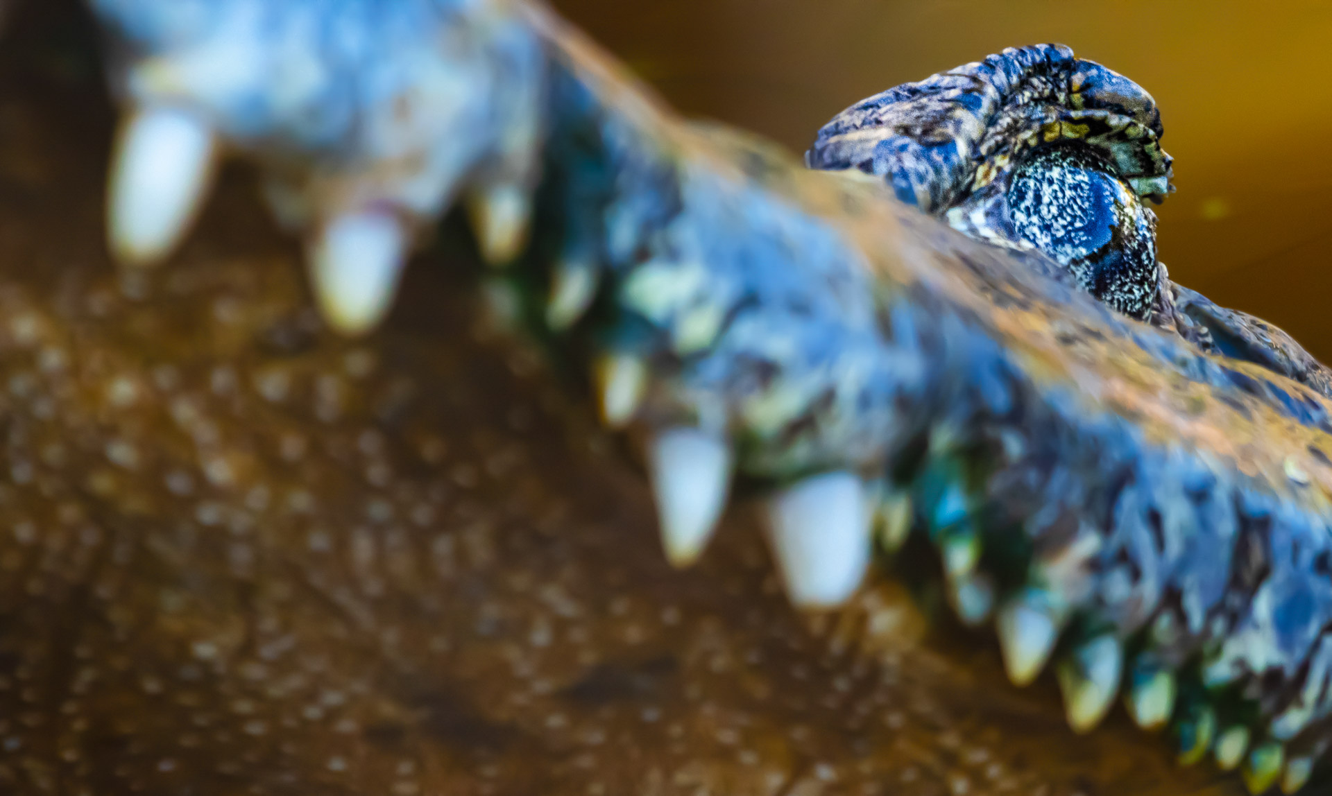 Pantanal-53