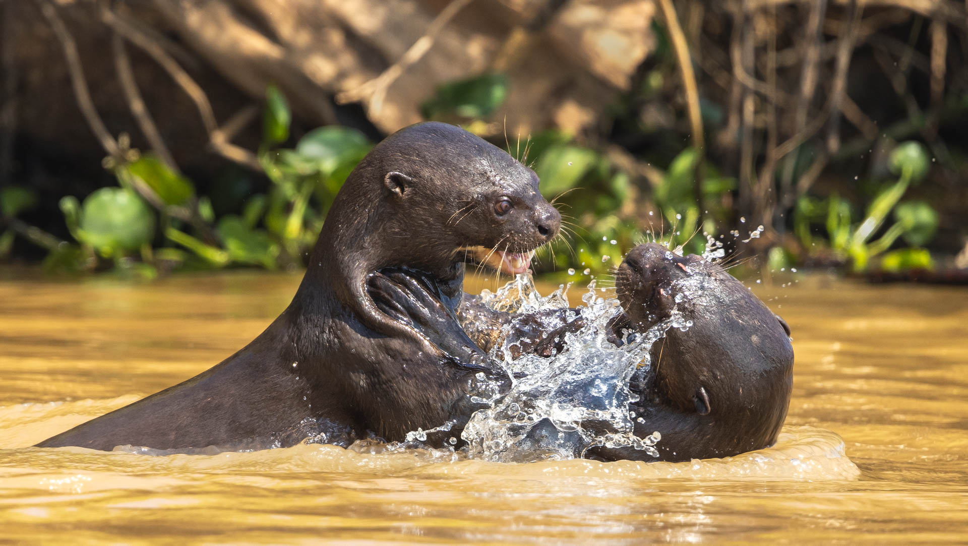 Pantanal-61