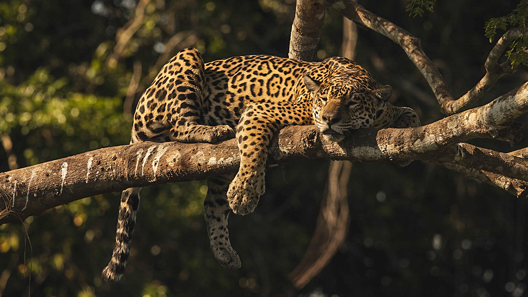 Pantanal-63