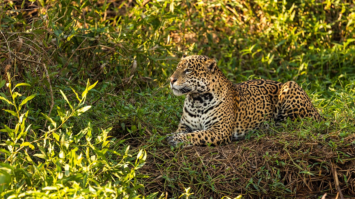 Pantanal-64