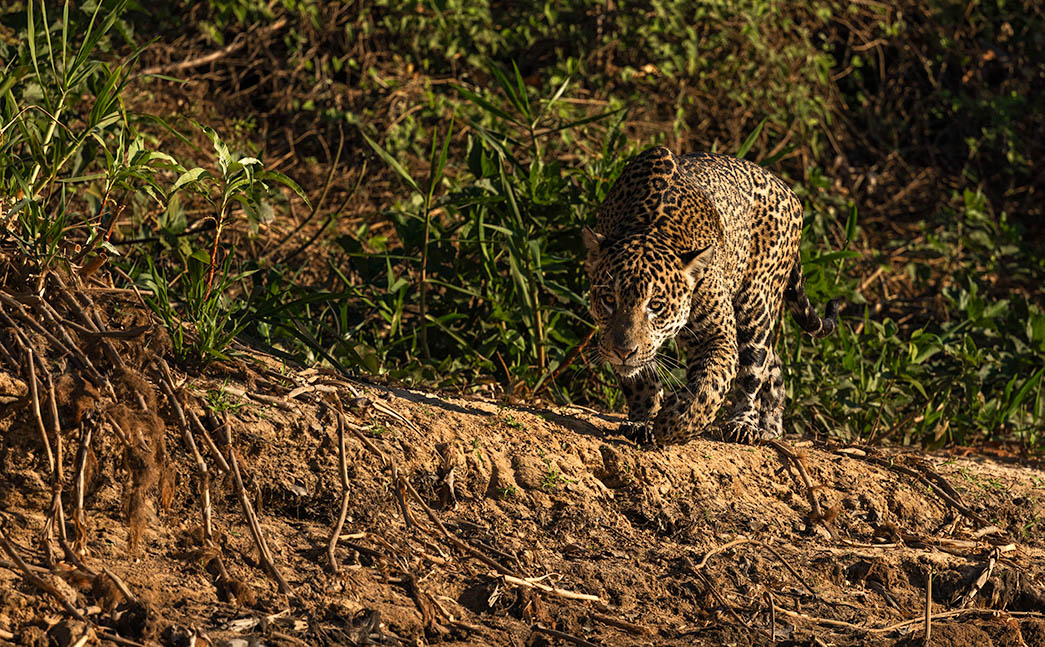 Pantanal-65