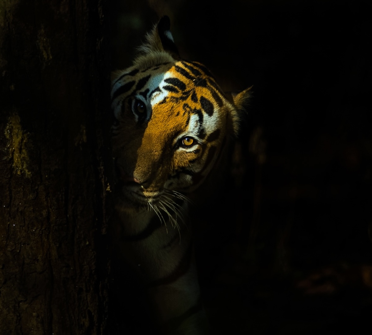 KINGDOM OF TIGERS
