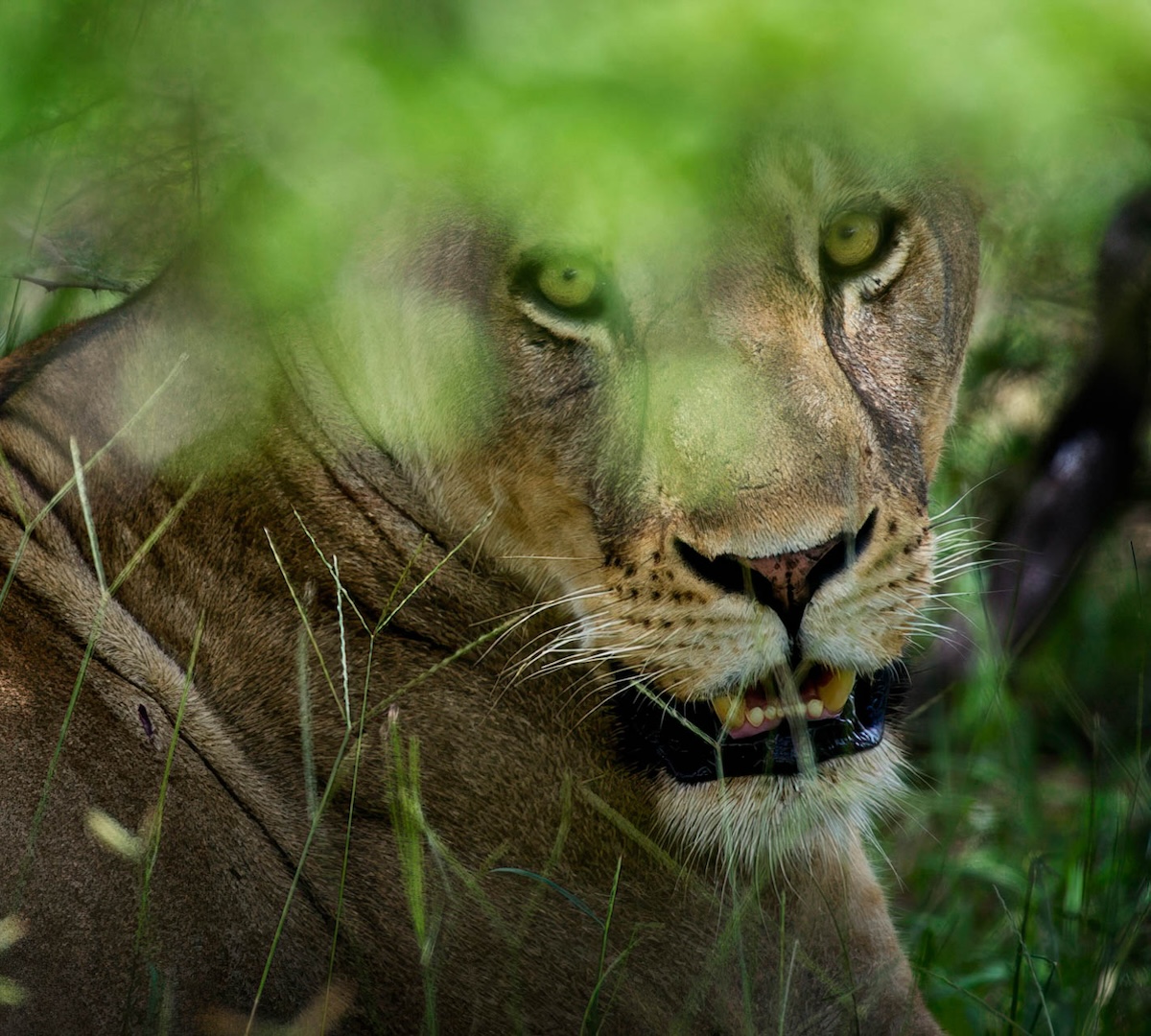 SOUTH AFRICAN WILDLIFE